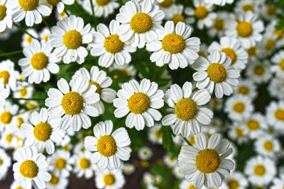 Is Chamomile Safe For Dogs?