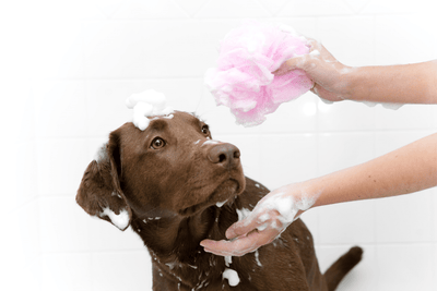 How To Use A Dog Bath Bomb For A Dog That Doesn’t Like Baths