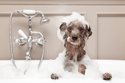 Are Bath Bubbles Bad For Dogs?