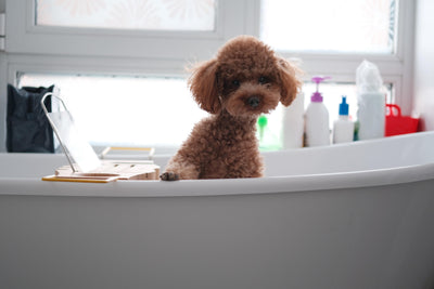 How To Use A Dog Bath Bomb