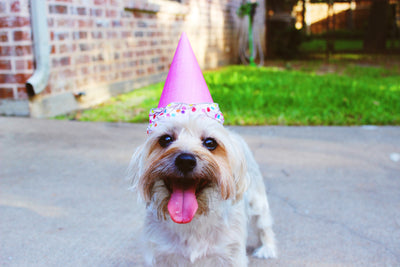 9 Fun Ways To Celebrate Your Dog's Birthday