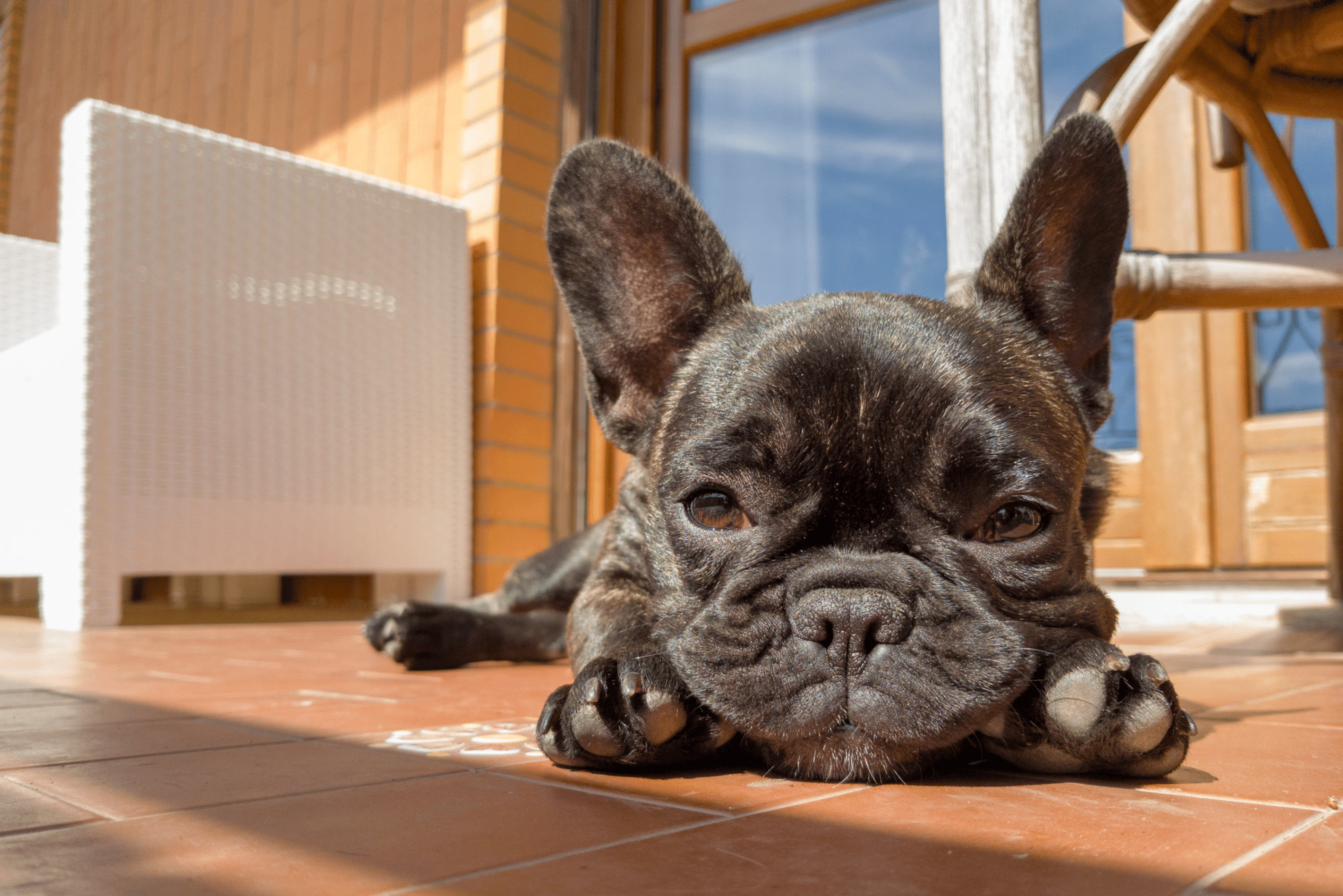 Fish oil for french bulldog hotsell