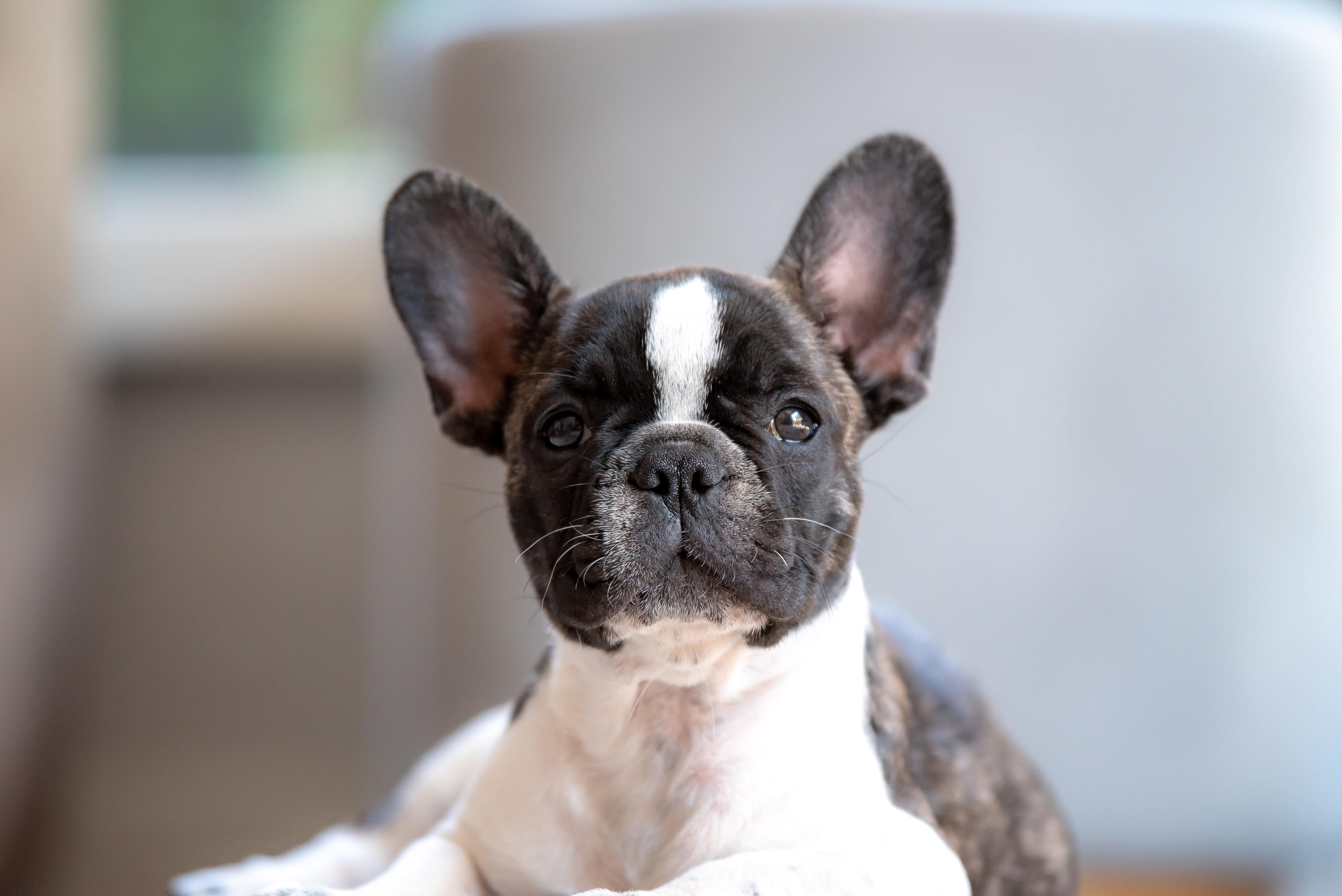 Getting a sales french bulldog