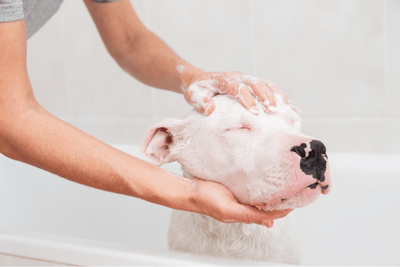 The Best Bath Bombs For Dogs