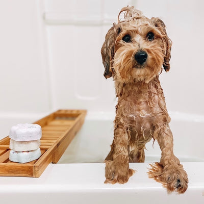 How often should you dog have a bath?