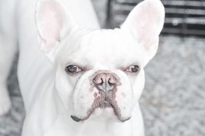 How To Care For Your White French Bulldog