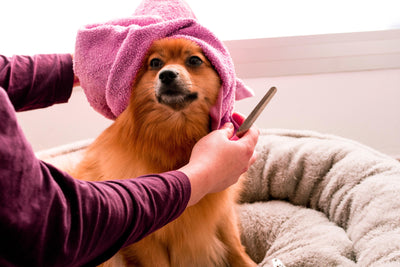Fight Back Against High Dog Grooming Prices With 7 Easy Steps