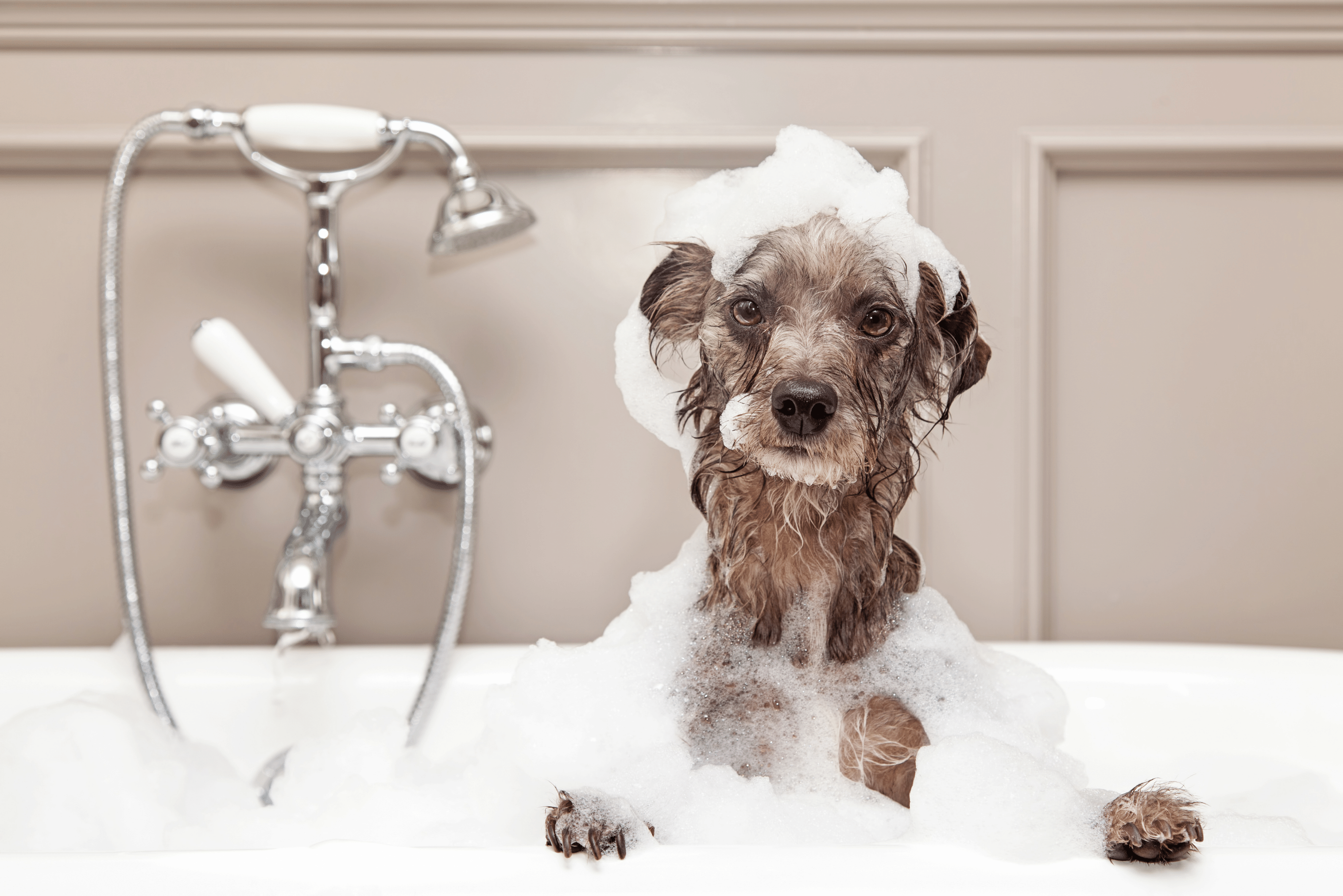 Are Bubbles Safe For Dogs