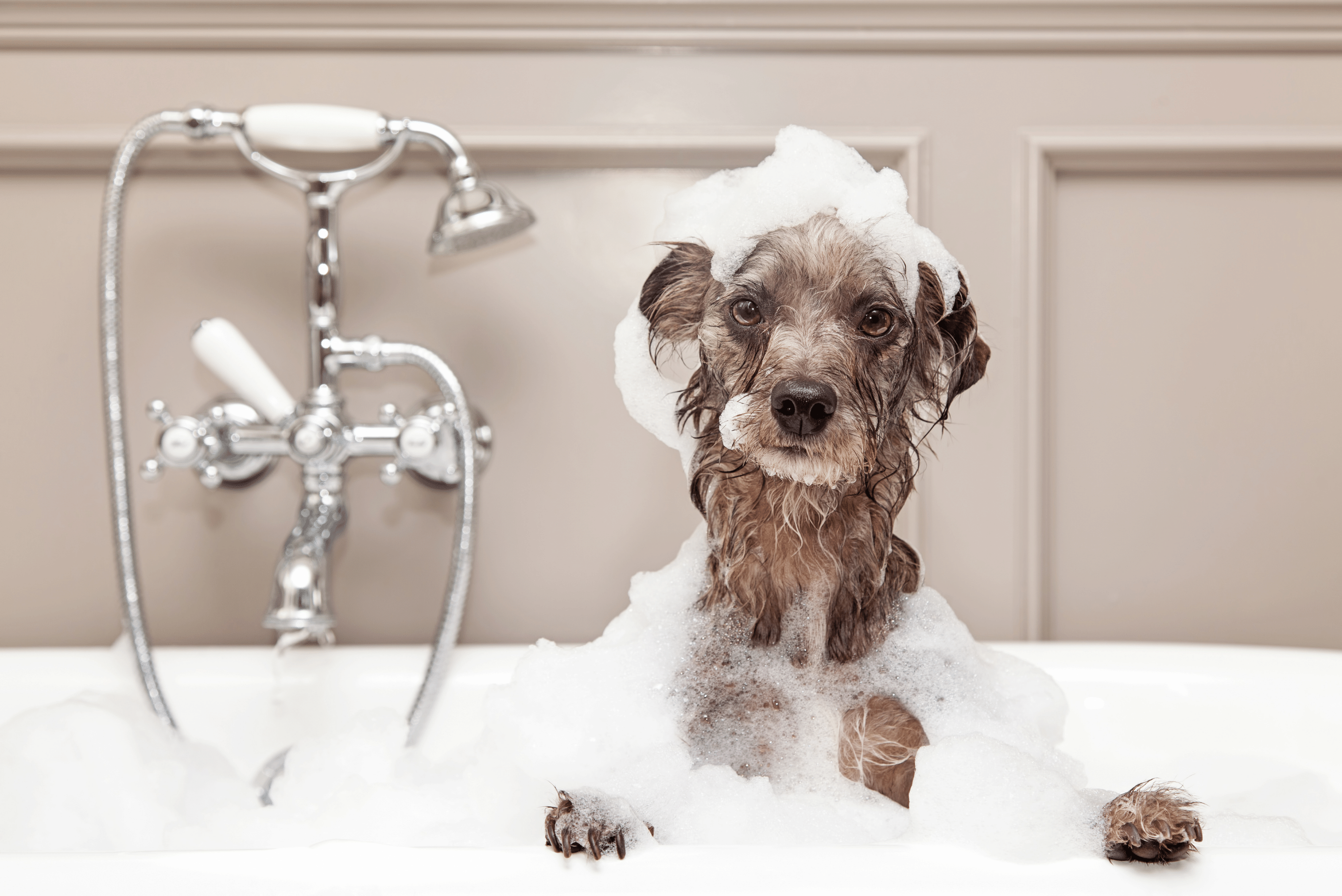 Bubbles shampoo for online dogs