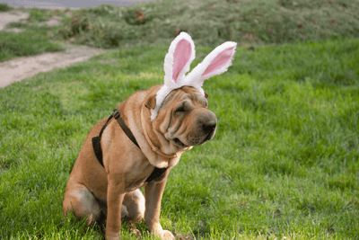 What To Put In Your Dog's Easter Basket
