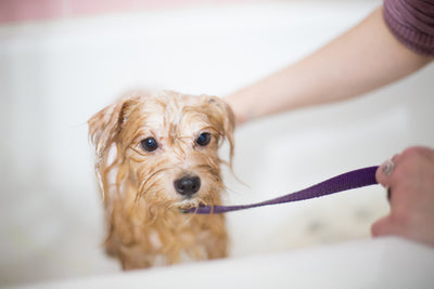 5 Tips For Giving Your Dog A Bath At Home
