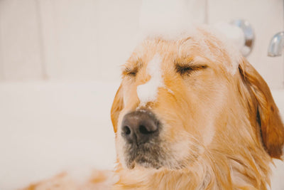 What Is A Dog Bath Bomb?