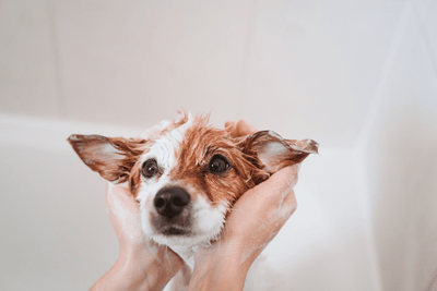 Why You Need A Dog Bath Bomb In Your Dog’s Bath Time Routine