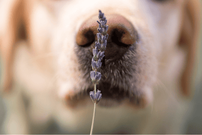 Can Dogs Smell Essential Oils?