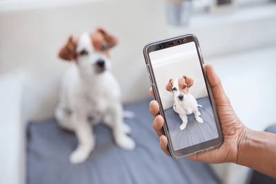 How To Make Your Dog Instagram Famous
