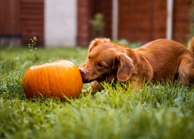 Is Pumpkin Spice Safe For Dogs?