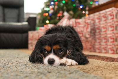 How To Pick The Best Christmas Gift For Your Dog