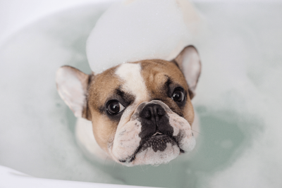 The Ultimate Guide To French Bulldog Care
